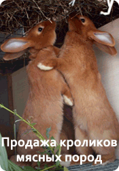 Продажа кроликов мясных пород